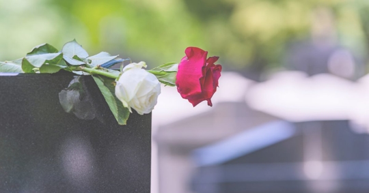 rose on top of a grave stone